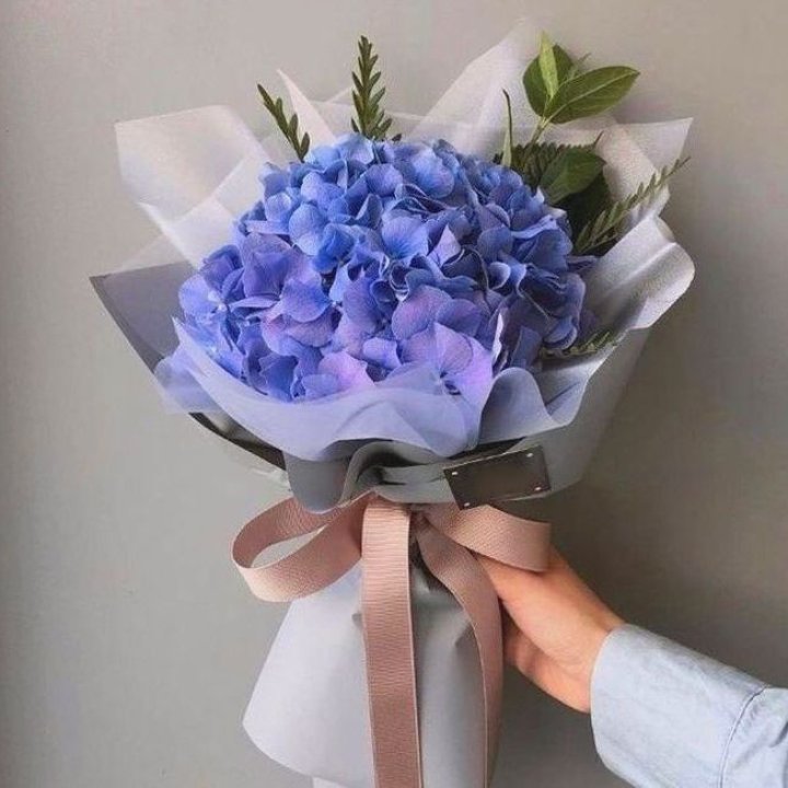 Гортензия голубая в Брянске