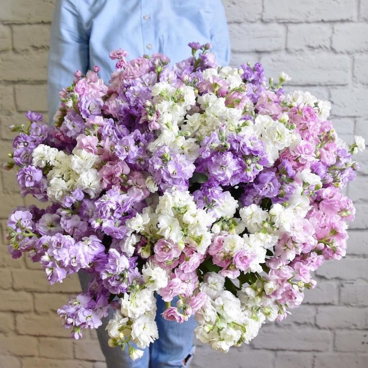 Облако маттиол в Брянске