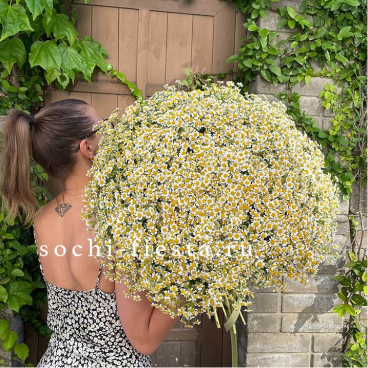 101 ромашка в Брянске