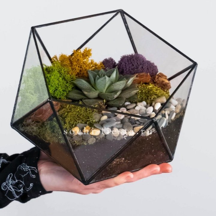 Флорариум “Икосаэдр” с суккулентом Каменная Роза в Брянске