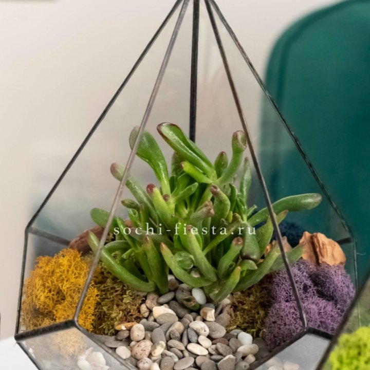 Флорариум “Капля” с суккулентом Крассула Хоббит в Брянске