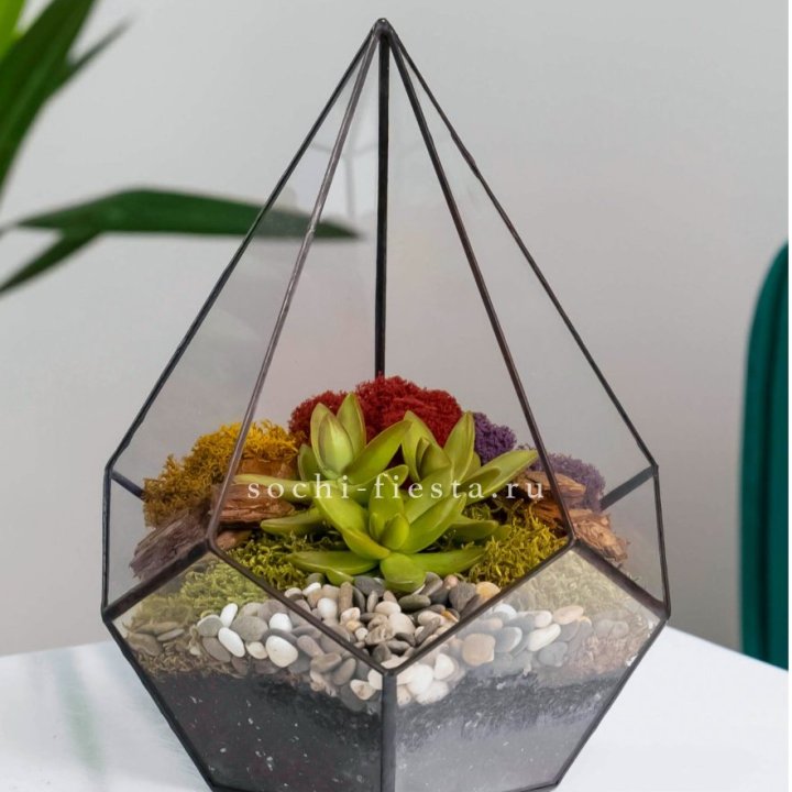 Флорариум Капля с суккулентом в Брянске