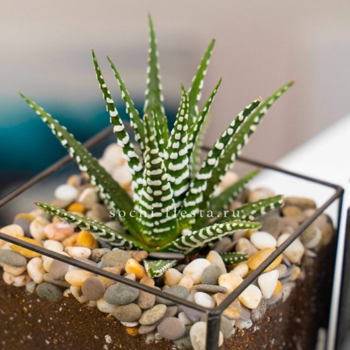 Флорариум Кубик с суккулентом Хавортия в Брянске