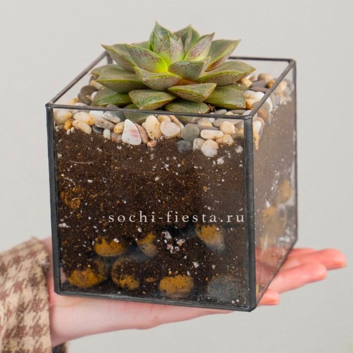 Флорариум Кубик с суккулентом Каменная роза в Брянске