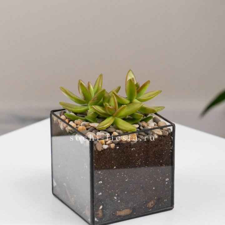 Флорариум Кубик с суккулентом Седум в Брянске