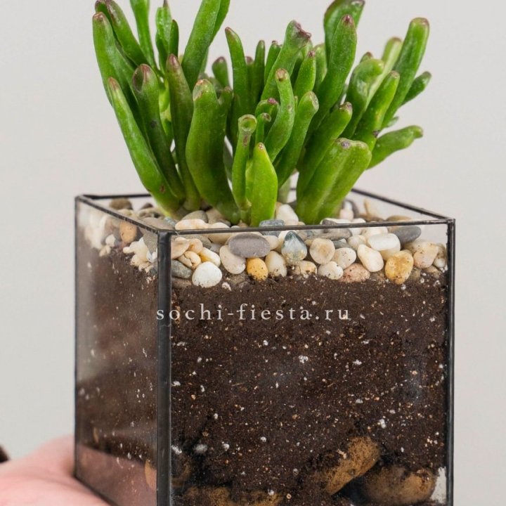 Флорариум Кубик с суккулентом Хоббит в Брянске