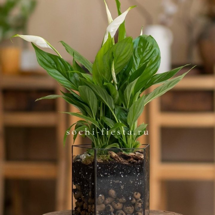 Спатифиллум в кашпо Пятиугольник в Брянске