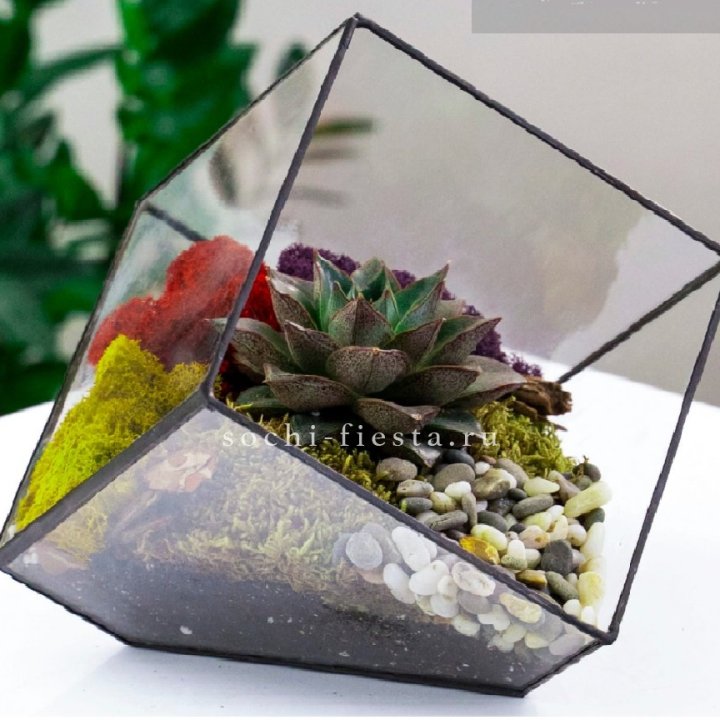 Флорариум Куб усеченный с суккулентом Каменная роза в Брянске