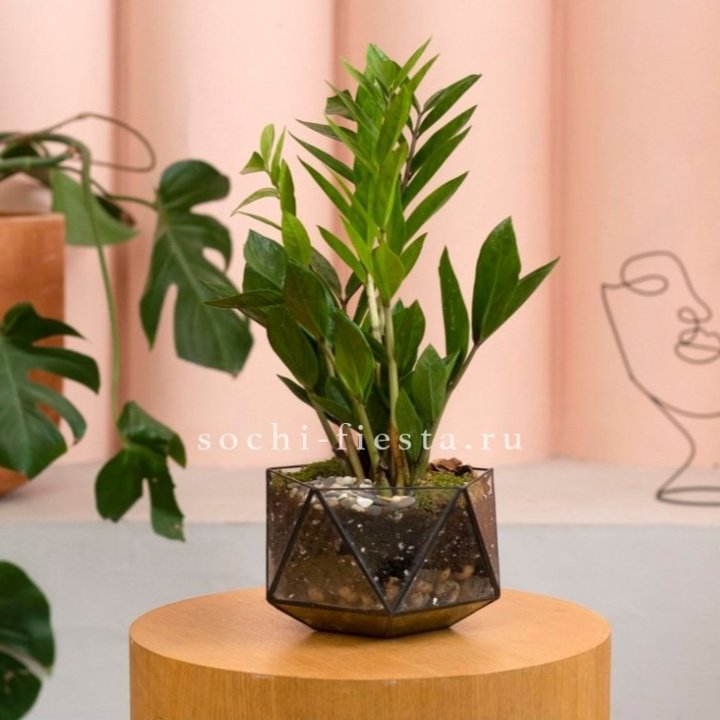 Замиокулькас в кашпо Икосаедр в Брянске