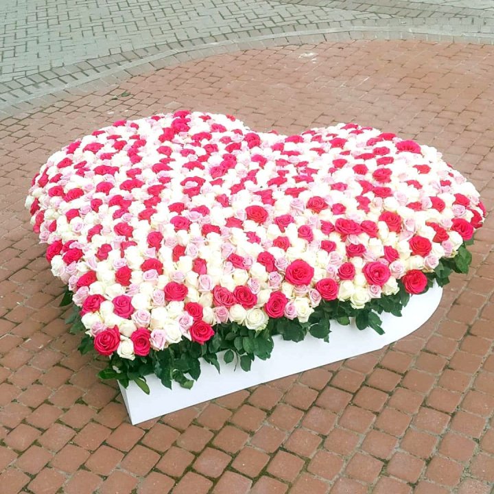 555 роза  в Брянске