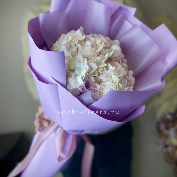 Гортензия розовая в Брянске