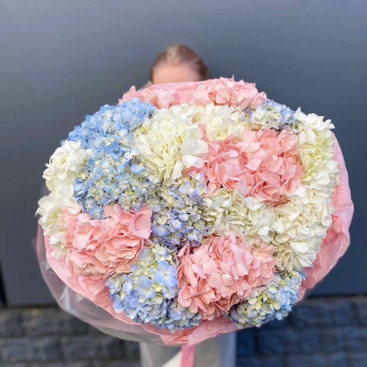 19 гортензий микс в Брянске