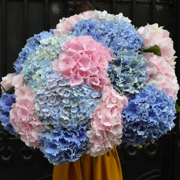 Букет гортензий "Фонтан" в Брянске