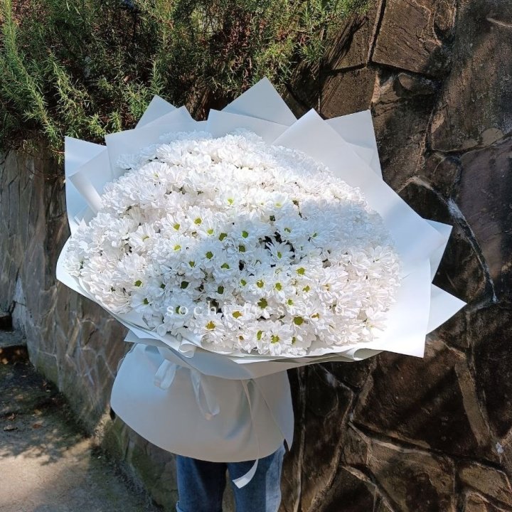 Облако хризантем №2 в Брянске