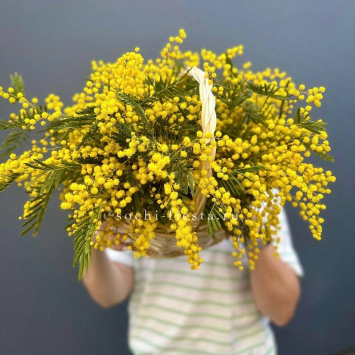 Весенняя корзина мимозы в Брянске