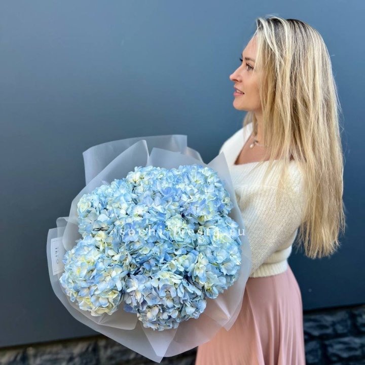 7 голубых гортензий в Брянске