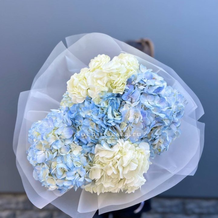 5 бело-голубых гортензий в Брянске