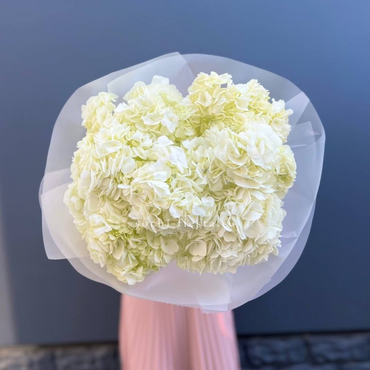 7 белых гортензий в Брянске