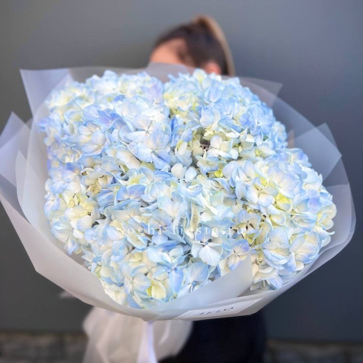 5 голубых гортензий в Брянске