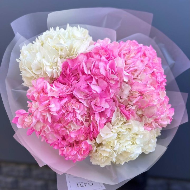 5 бело-розовых гортензий в Брянске