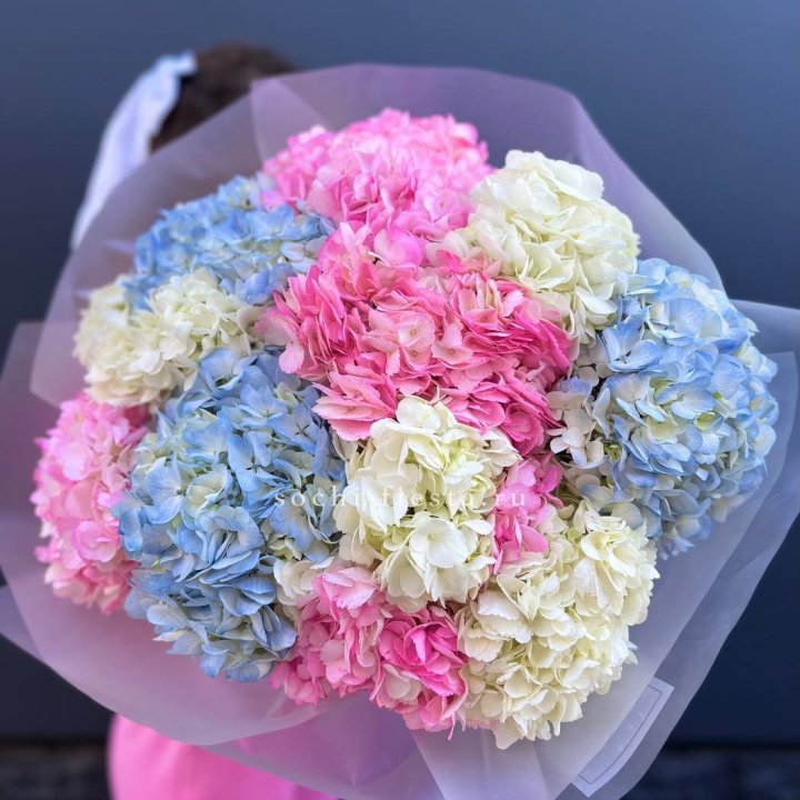 11 гортензий микс в Брянске