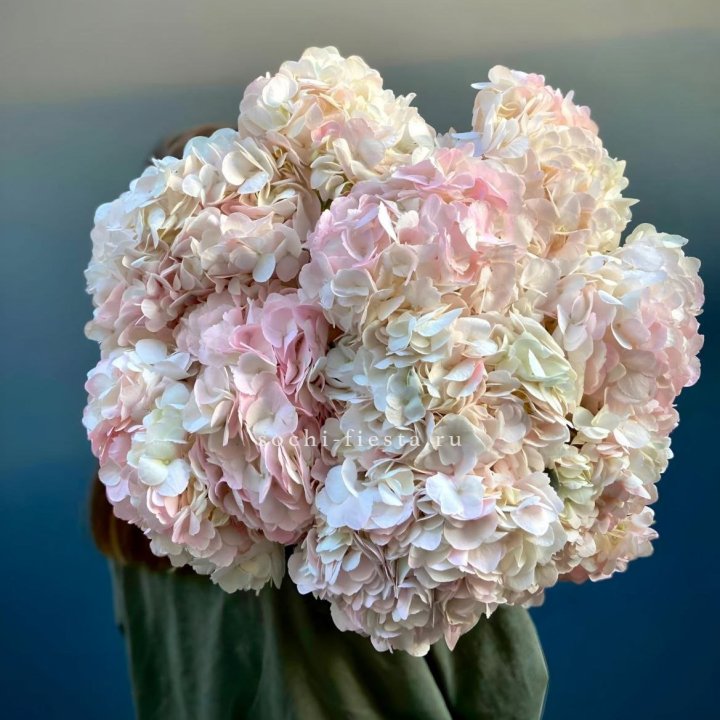 Охапка розовой гортензии в Брянске