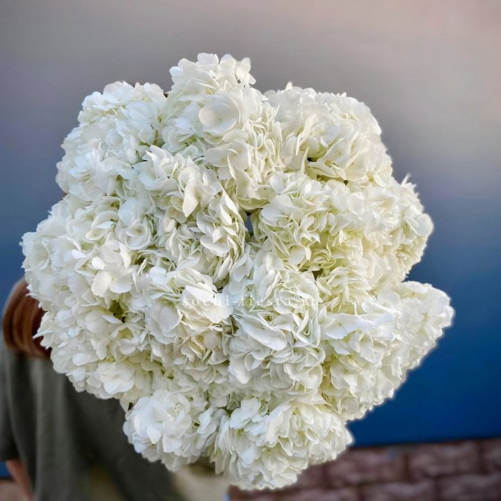 Охапка белой гортензии в Брянске
