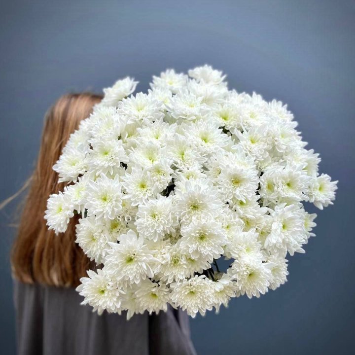 Охапка Хризантемы кустовой в Брянске