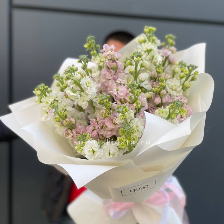 29 маттиол  в Брянске