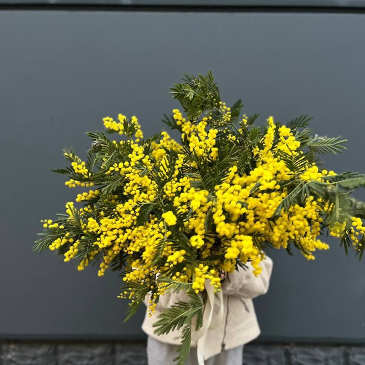 Охопка мимозы в Брянске