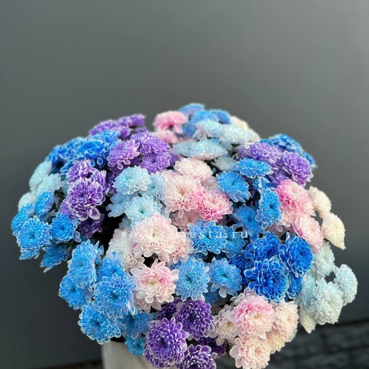 25 цветных хризантем в Брянске