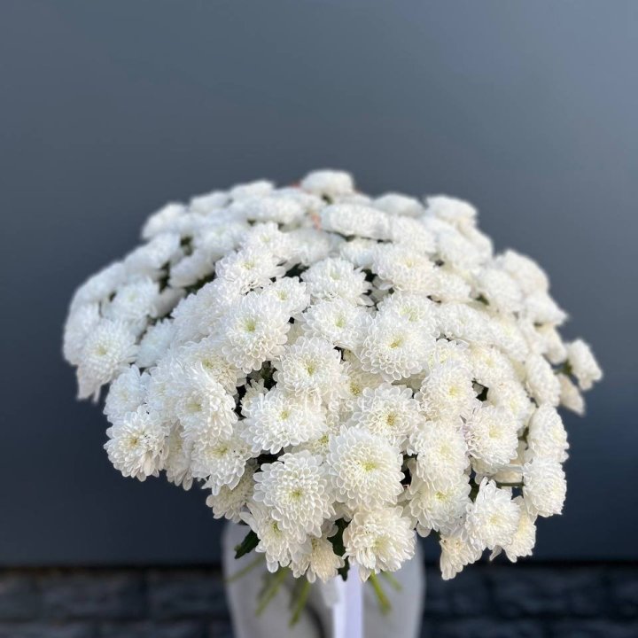  25 хризантем белых в Брянске