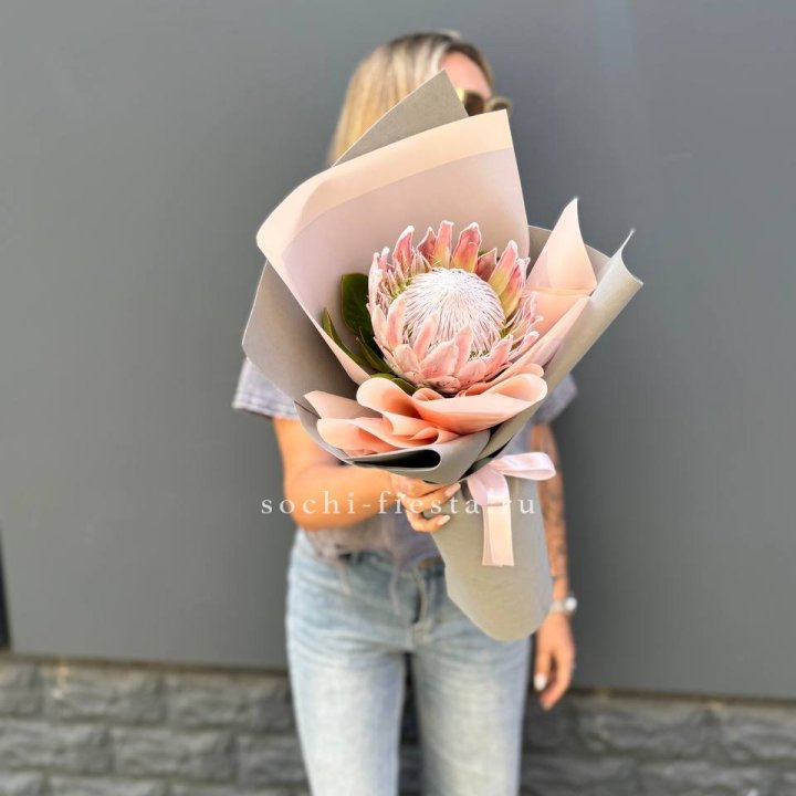 Протея мини  в Брянске