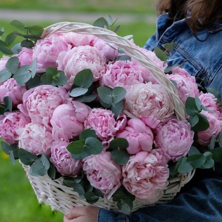 51 пион в корзине в Брянске