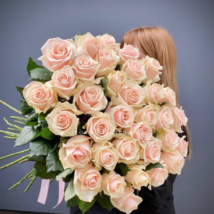 35 кремовых высоких роз в Брянске