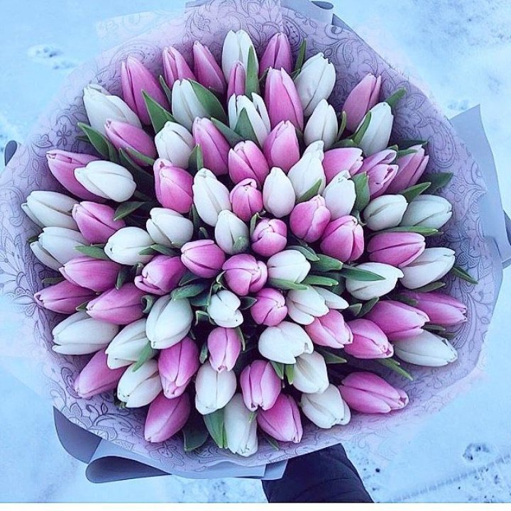 101 тюльпан "Лолипоп" в Брянске